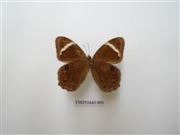 藏品(台灣黛眼蝶)的圖片